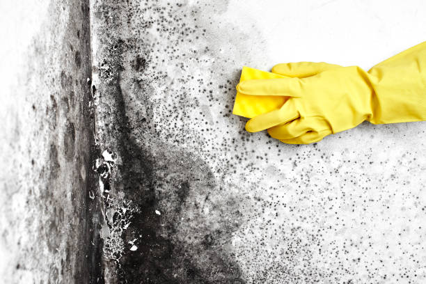 Best Emergency Mold Removal  in Briggs, OK