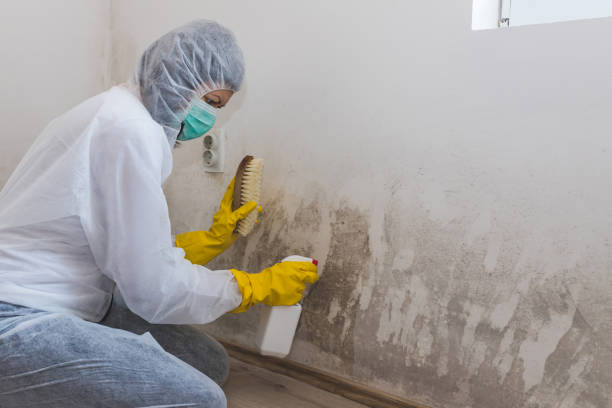 Best Mold Removal Company Near Me  in Briggs, OK