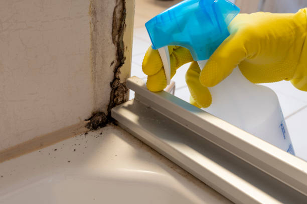 Best Toxic Mold Removal  in Briggs, OK