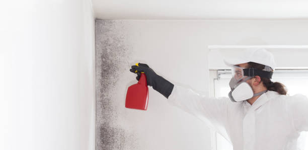 Reliable Briggs, OK Mold Removal Solutions