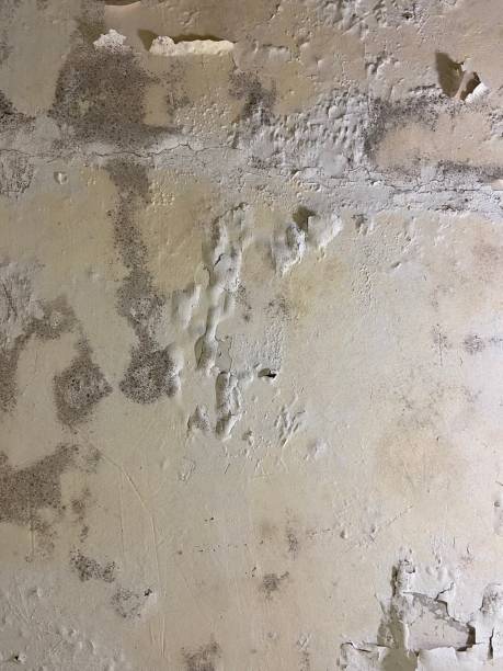 Best Mold Damage Repair  in Briggs, OK