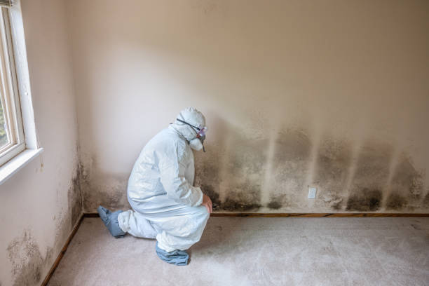 Best Commercial Mold Removal  in Briggs, OK